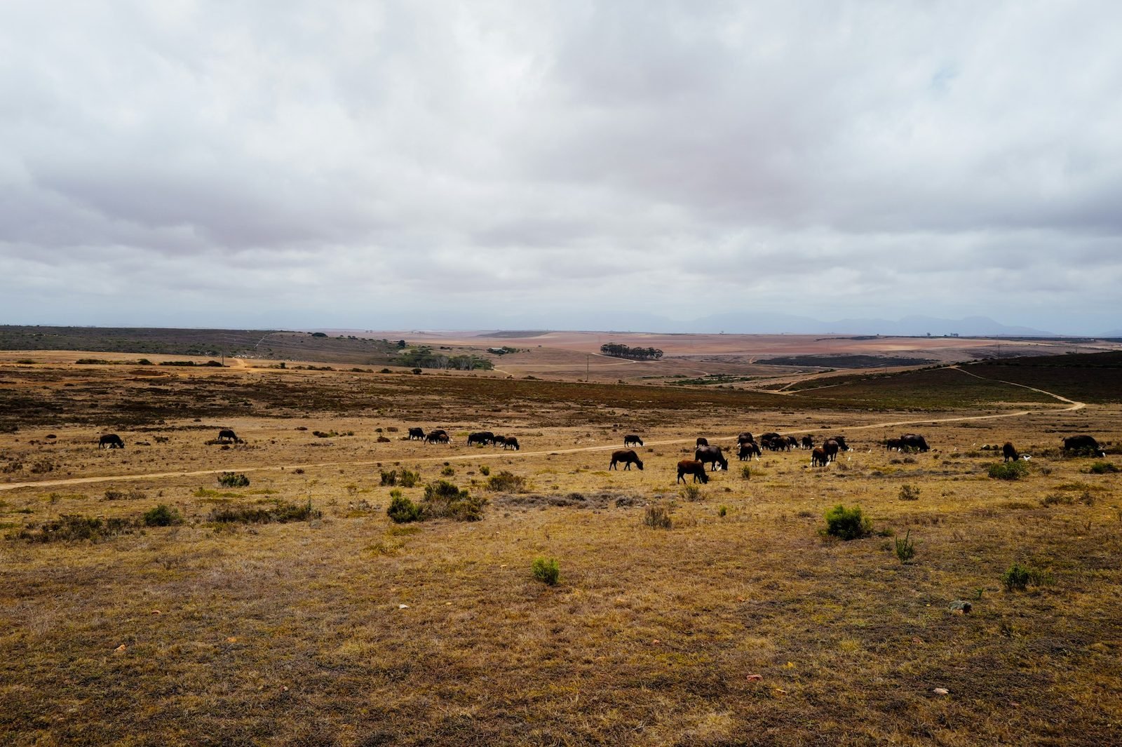 Aerial view of a herd moving across the savanna in a Ugandan national park