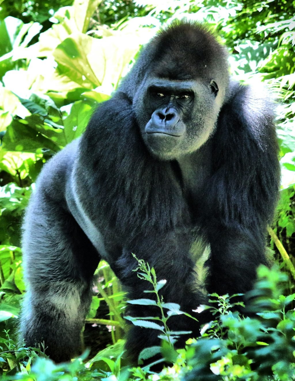 A silverback mountain gorilla in Bwindi Impenetrable Forest
