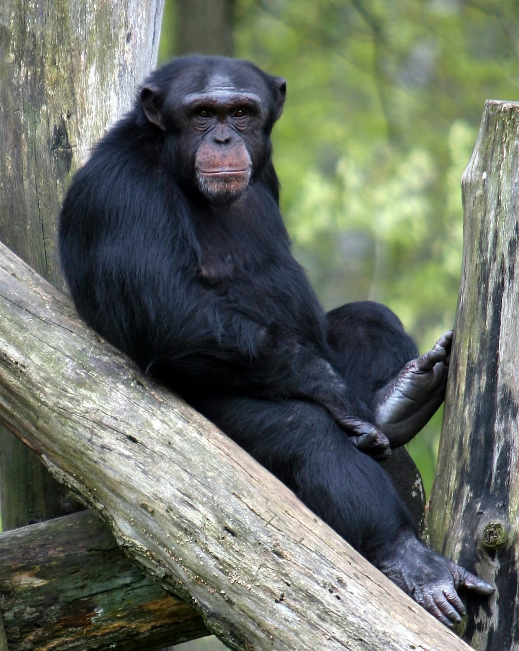 A chimpanzee in Kibale National Park