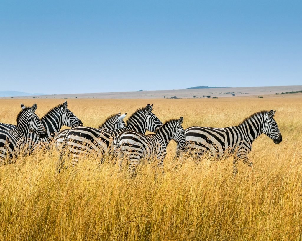A herd of zebra in Lake Mburo National Park
