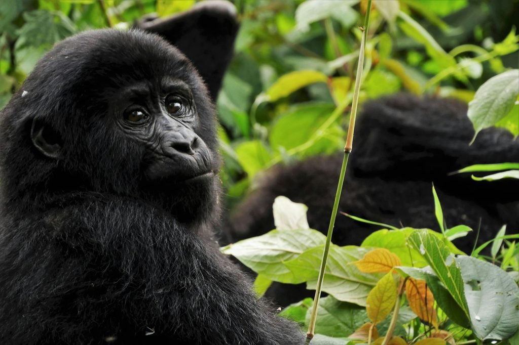 A mountain gorilla in dense forest near Mgahinga